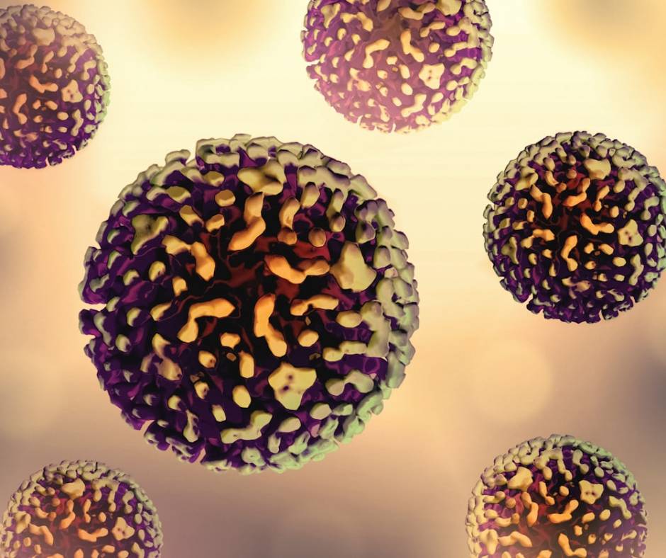 הרכב מיקרוביום המעי