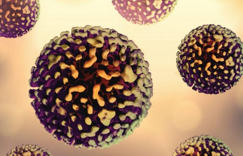 הרכב מיקרוביום המעי